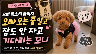 반려견 동반 호텔에서 꼬니가 잠을 못 잔 이유;; 