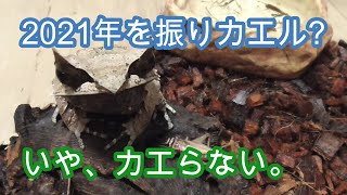 2022年もよろしくお願いします。【両生類,カエル,飼育,餌やり】