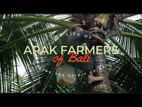 Arak Bali - How is it Made? | The Arak Farmers of Karangasem | Made in Bali Episode 2