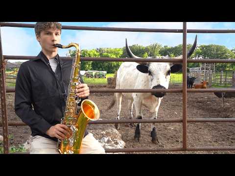 I Tested if Cows Actually Like Jazz