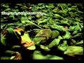 Asa 360° with lyrics Asa 360° with lyrics
