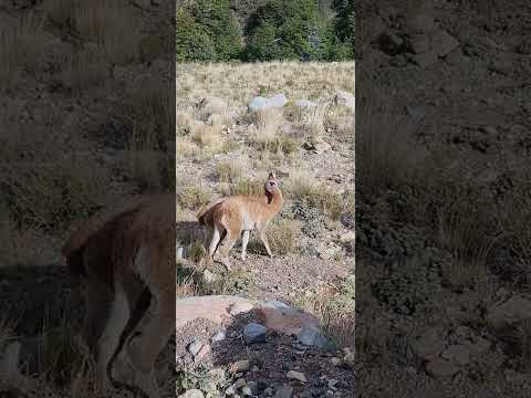 GUANACOS en la montaña en ESQUEL || #patagonia #chubut || #animals #wildlife #animals #wildlife #fyp