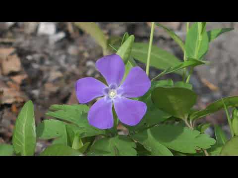 Kleines Immergrün (Vinca minor)