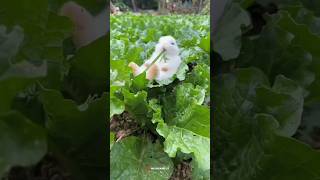 Download lagu Dil Hai chhota Sa chhoti Si Asha 🖤| #shorts #ytshorts #status mp3