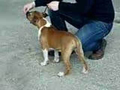 AmStaf - Graziano's Kennel - Emy at show