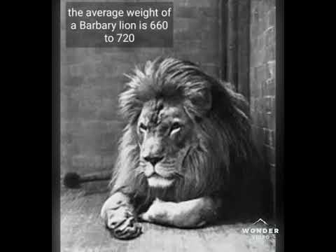 Barbary lion vs Siberian tiger unbelievable