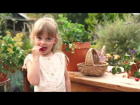 Little Dutch locsolókanna - Fairy Garden - ministudio.hu