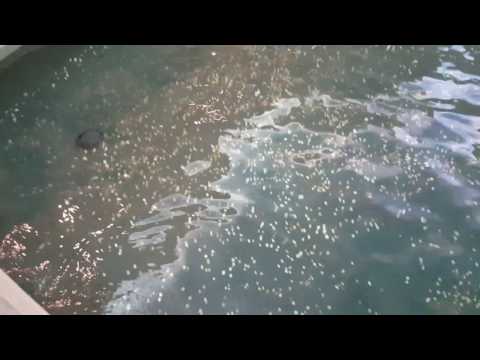 Afshan wish coin, Venetia, Las Vegas, USA 2016