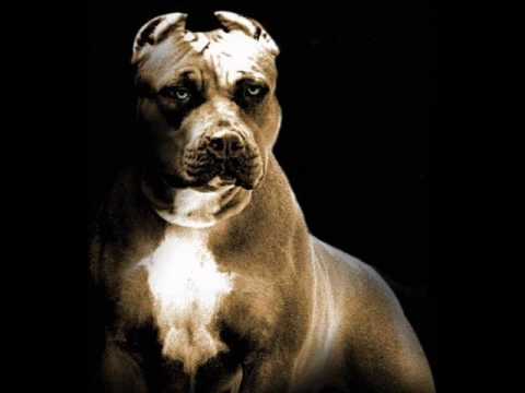 CASB - Pitbulli jõuga