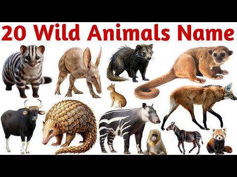 20 Wild Animals Name for Kids | Learn Jungle Animals with Pictures, Sounds & English Hindi Names