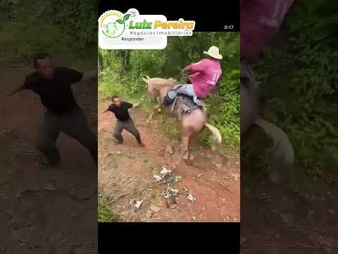 No bico da bota #Boiadeiro #Boibravo#Agro#Touro#Nelore#Vidanaroça #rodeio#montaria#cowboy #boiada