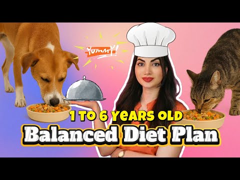 Homemade Diet for Dogs & Cats (Ages 1–6)| STOP Feeding Adult Pets Like Puppies!
