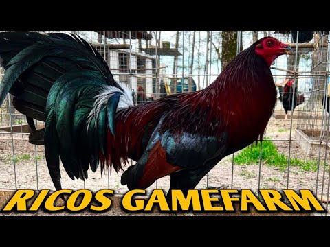 Leiper hatch Albany Roundhead Kelso - RICOS FARM