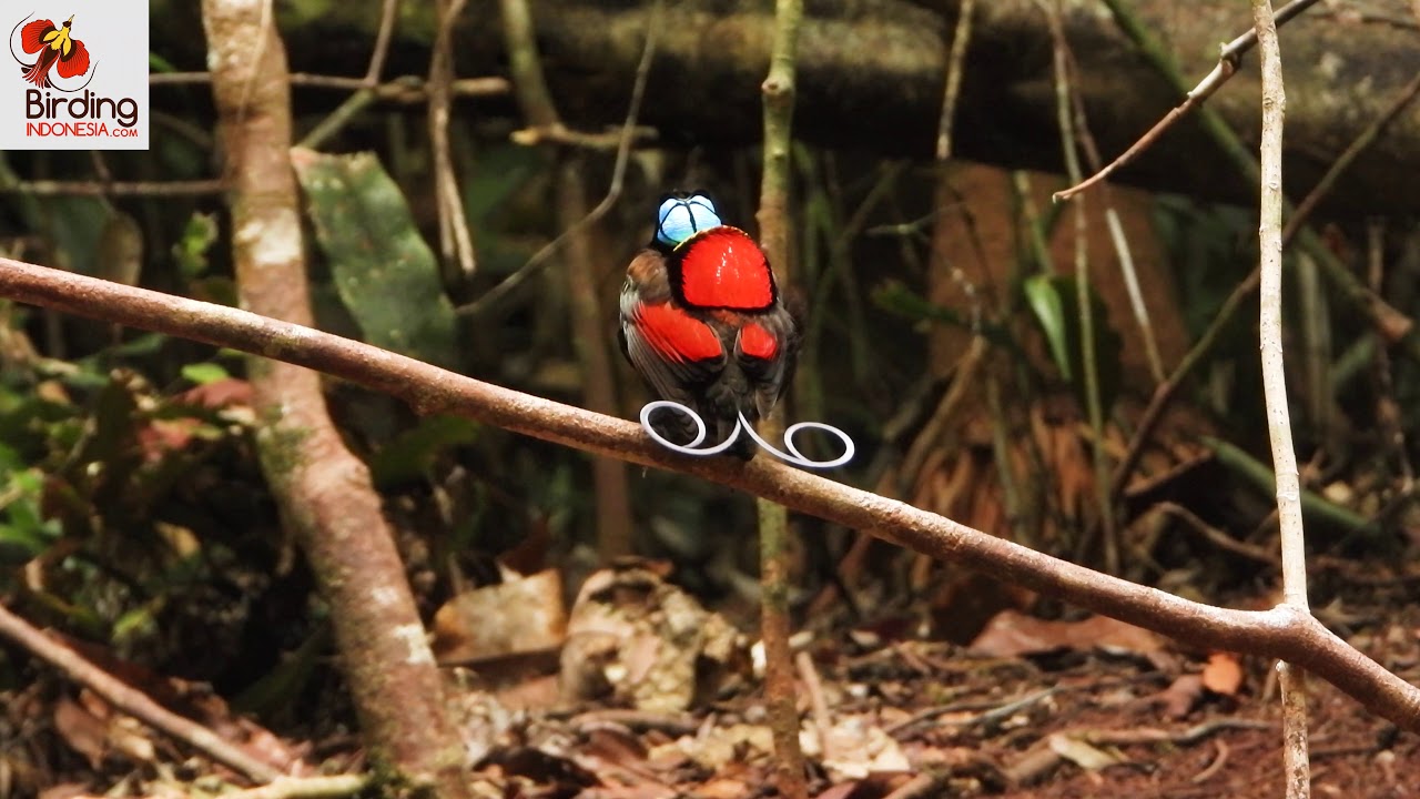 Wilson's Birds of Paradise