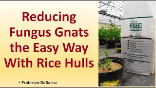 Reducing Fungus Gnats the Easy Way with Rice Hulls