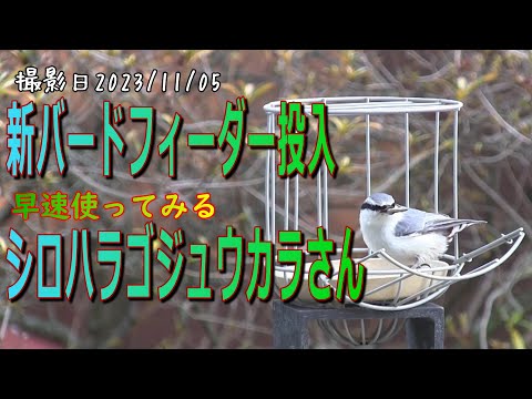 IUCN分類における絶滅の危険性を示す図。