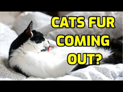 Why Do Cats Pull Out Clumps Of Fur?