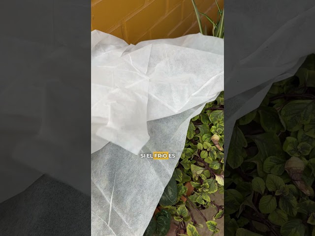 Vídeo relacionado con Risveglio 5 piezas de protección contra heladas para plantas, macetas térmicas de doble capa para película de aislamiento de jardín, clima de invierno, 20 x 80 cm