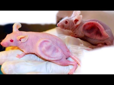 15 Terrifying Creatures Created By Science
