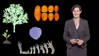 Dominique Bergmann (Stanford U / HHMI) 1: Key issues in plant development