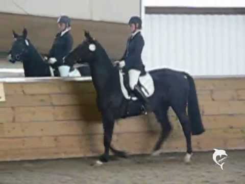 "Grace" 5jährige Stute von Graf Grannus  - tragend -