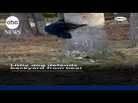 Little dog defends backyard from bear