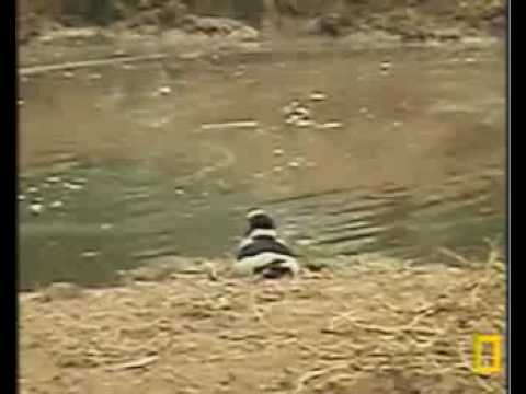 Lapwings vs. Wildebeests Pete's Pond July 3, 2009