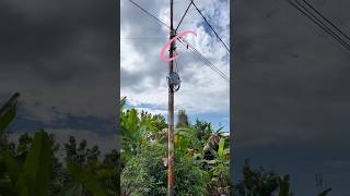 Download lagu DAPAT BURUNG CAKEP DARI TIANG KABEL #burung #bird #parrot mp3
