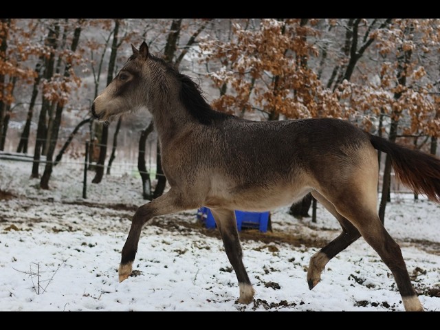 Yegua PFS Poni Fran&ccedil;&eacute;s de Silla En venta 2024 Isabelo