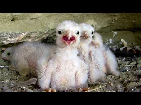 Common Kestrel nest (Falco tinnunculus) Κίτσης - Σιαχίνι - Ανεμογάμης - Cyprus