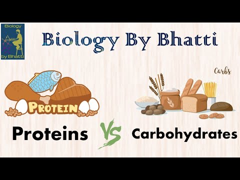 Difference Between Carbohydrates and Proteins | How Carbohydrates are Different from Proteins