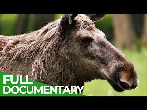 Moose - Giants of Sweden's Forests