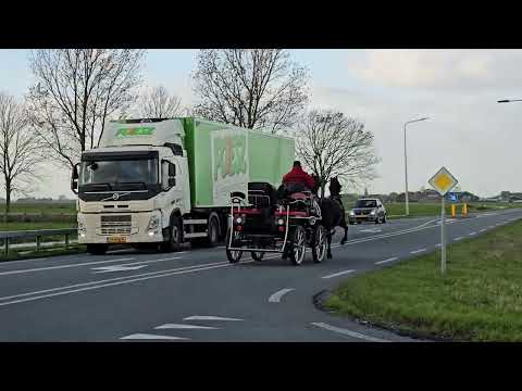 Stal Okkema's pair of mares - left: Mette & right: Vroucke