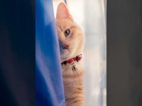 #beautiful cats #nice parti