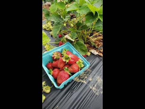 Strawberry 🍓 picking @ Alstede Farm, Chester New Jersey..  🍓#strawberrypicking #NJ