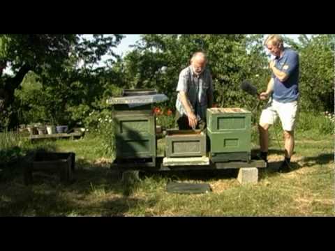 Långbänk för drottningodling