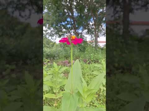 Flores de Abril Riacho das Pedras/Tejuçuoca/Ceará
