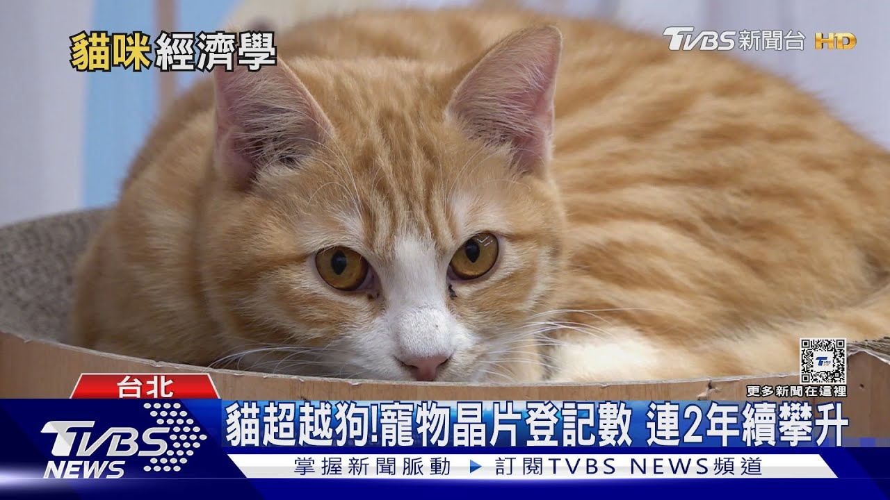 你是貓派嗎？飼養門檻便利　寵物商機無限、貓咪經濟超吸金