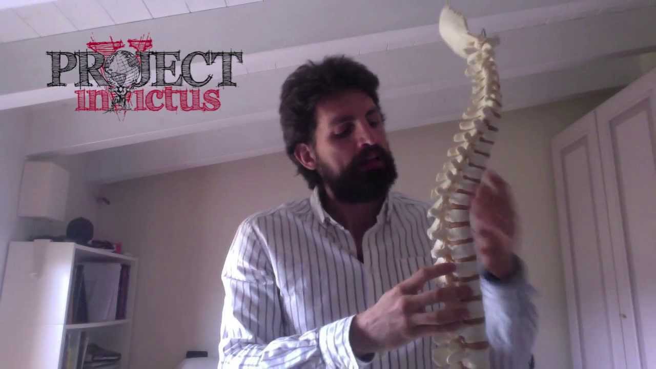 Perchè la colonna vertebrale ha le curve