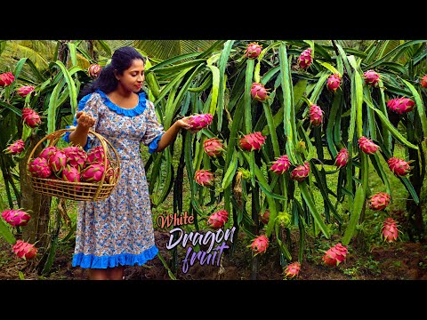 Juicy Dragon fruit harvest to a magnificent Dessert & Mocktail from it's outer peel | Traditional Me