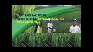 preview picture of video 'PADI BEBAS WERENG DGN HCS'