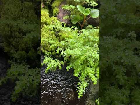 Natur scene #youtubeshorts  #nature  #chintan chautari  #photography