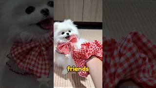 Hi👋I'm Sad😔😟 #dog #pets #puppy #dogs #dogshorts #cute #cutedog #ytshorts #shorts #viral 