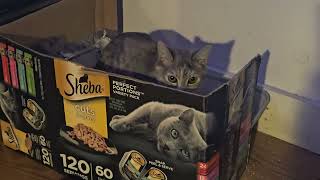 bopa treasure @bopacat25#cutecat