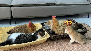 The kitten was surprised!Two hens asked the cat to sleep with them on their birthday.🤣So funny cute