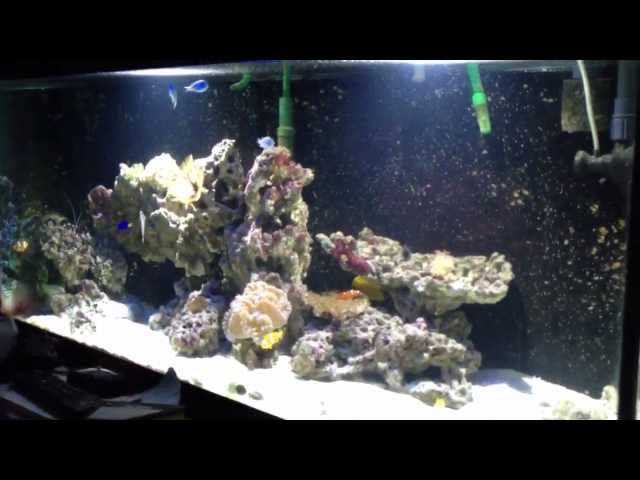 DIY LED AQUARIUM LIGHTING - Reef Tank