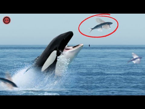 É incrível o que esse peixe faz para fugir de predadores