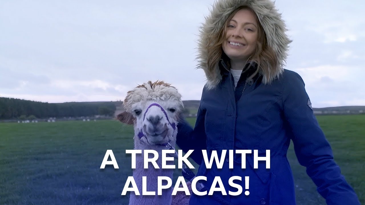 A Day Out With Alpacas | Eat The Town | BBC Scotland
