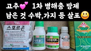 텃밭, 고추???? 1회차 병해충 방제???? 남은 약으로 마늘, 양파, 가지, 애플수박 등 방제