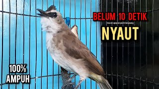 Download lagu trucukan gacor TARUNG ROPEL PANJANG pancingan trucukan agar bunyi jadikan burung trucuk gacor EMOSI mp3